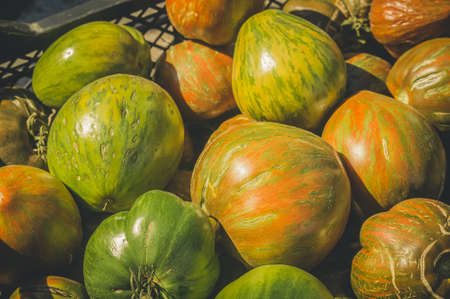 Fresh harvest of young tomatoes from the garden. Tomatoes in a plastic box. Natural vegetables. Selective focusの写真素材