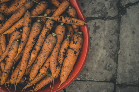 Carrots collected from the garden. A full bowl of young carrots. Natural vegetables. Proper...