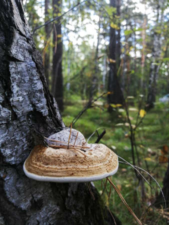 Birch mushroom Chaga on the bark of a tree. Fungus betulinus. Selective focusの写真素材
