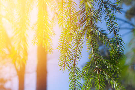 A sprig of Christmas tree in the sun glare. The beauty of nature. Selective focus, close-upの写真素材