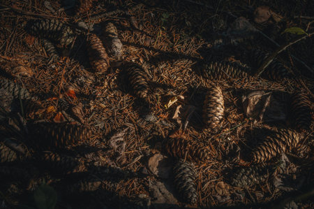 Spruce cones on the ground among fallen needles in the shadows and morning light. Dark photo,...