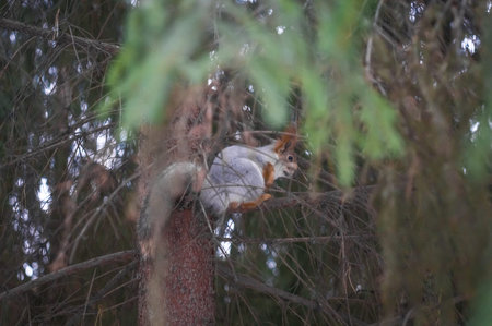 Squirrel with winter fur on a tree in the forest. Soft focus