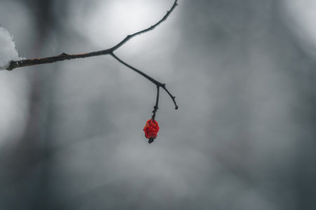 A twig with one small red rowan berry in a winter forest. Selective focus, copy spaceの写真素材
