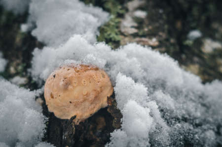 Birch mushroom Chaga in the snow on the bark of a tree. Winter forest. Fungus betulinus. Selective focusの写真素材