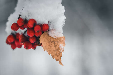 A bunch of red rowan berries with one autumn leaf under the snow in the winter forest. Selective focus, copy spaceの写真素材