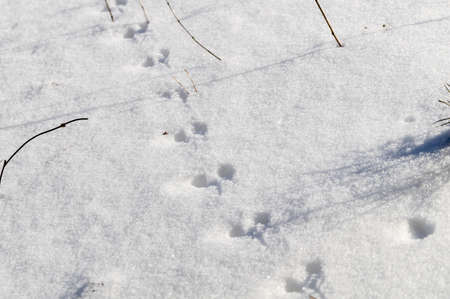 Traces of wild animals in the snow. A trail from the paws of small rodents. Selective focus, winter backgroundの写真素材