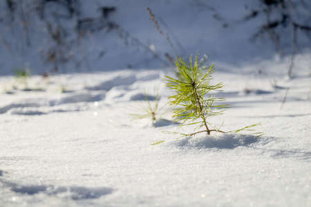 A sprout of a young pine tree sticks out from under the snow. Winter landscape with coniferous wood. Selective focusの写真素材