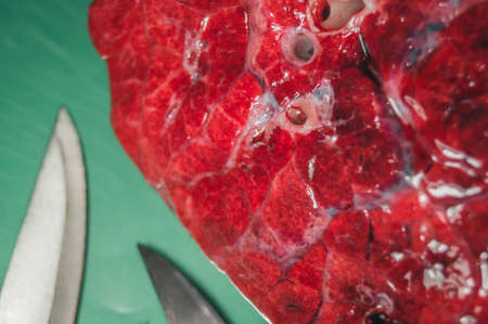 A piece of beef lung close-up. Meat for cooking. Selective focusの写真素材