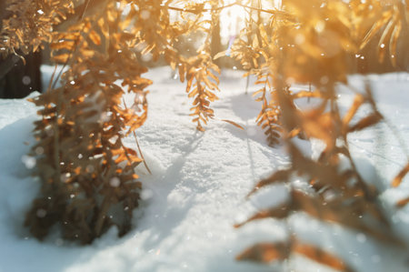 Blurred sprigs of dry fern in the snow close-up. Dry fern leaves in winter. The background of nature. Selective focusの写真素材