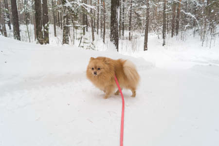 German Spitz on a walk in the winter forest. A dog on a leash. Selective focusの写真素材