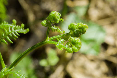 A young fern shoot. Blooming fern leaves in the forest. Growth of young forest plants. Selective focusの写真素材