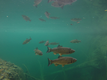 Chub in Plitvice National Parkの写真素材