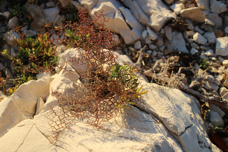 Croatian coastの写真素材