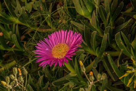 Pink flowerの写真素材