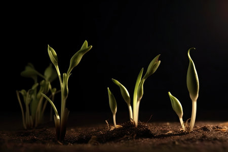 time-lapse sequence of seeds sprouting and growing on a black background and little lightの素材