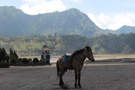 Local transport on mount bromo with horsesの写真素材