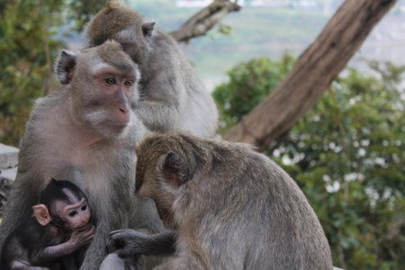 Monkey family and cute baby monkey
