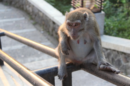 Picture of a sitting monkeyの写真素材