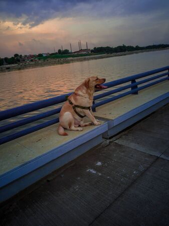 Beautiful pet dog resting at river bankのeditorial素材