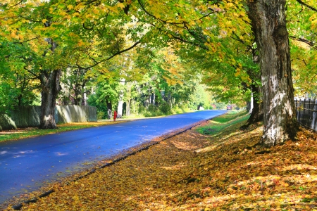 Fall blue road with orange leafs and large trees in Lenox, MA.の写真素材