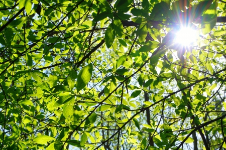 Green fresh spring tree leafs with sun.の写真素材