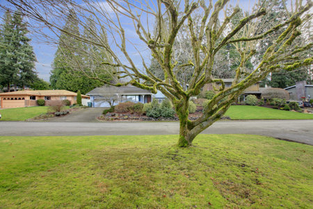 Fall northwest landscape with a big moss tree
