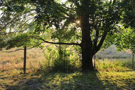 Sunlight is getting through the tree foliageの写真素材