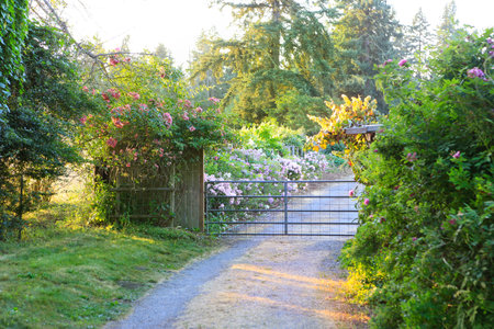 Farm drive way with gravel road, fence and summer flourishing trees and bushes