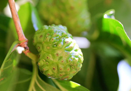 Green noni fruit in Kauai tropical garden