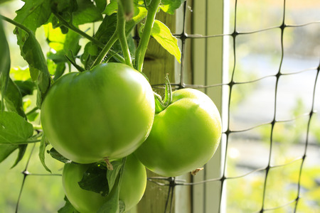 Close up view of tomato plant on sunlight.の写真素材