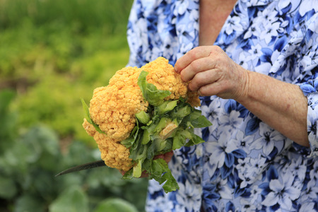 Gathering harvest. An old woman is holding in her arms fresh organic cauliflowerの写真素材