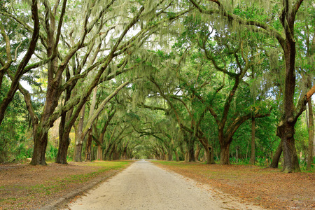 Canopy of oak trees covered in moss and path in Forsyth Park. Savannah, Georgiaの写真素材