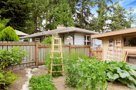 Backyard garden bed with growing cultures and shed with ladders
