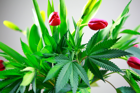 Marijuana green fresh large leafs ( cannabis), hemp plant in a nice spring flower bouquet with pink tulips and daffadils.の写真素材