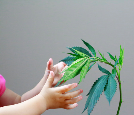 Child and adult hands are reaching out to Marijuana leafs ( cannabis), hemp plant.の写真素材