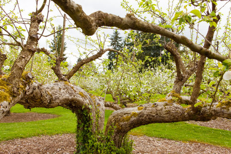 Blooming apple trees in the garden at spring