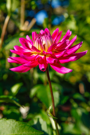 Pink and Yellow orange Early fall dahlia flowers in Tacoma, Point Defiance.の写真素材