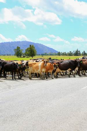 Herd of cows crossing the road in Fox Glacier, New Zealandの写真素材