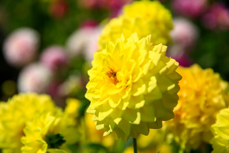 Closeup of yellow dahlia flower in full bloom in in Christchurch Botanic Garden. New Zealandの写真素材