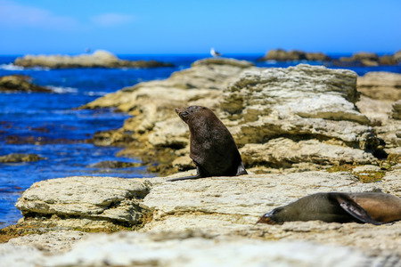 wild seals at Seal colony coastal lying on rocks in Kaikoura, New Zealandの写真素材