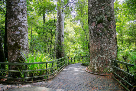 Hike trail through tall New Zealand trees forest with lots of moss and greenery. Kauri Forests with...