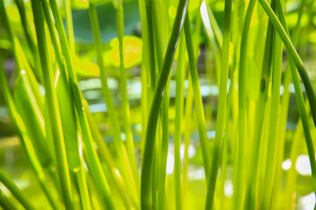 Close up of green plant stems in the pond, Wellington Botanical Garden, New Zealandの写真素材