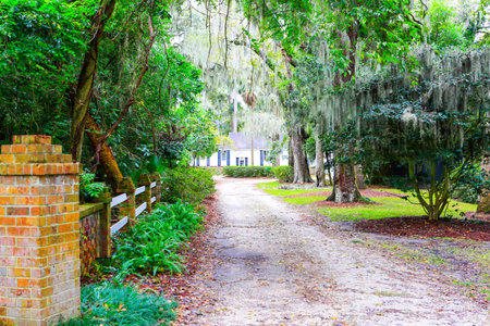 ISLE OF HOPE, GA USA - NOVEMBER 1, 2013: Oak trees with Spanish moss in the historic residential districtのeditorial素材