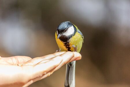 Close-up of a bird sitting on a branch in the forest. Yellow big tit.の写真素材