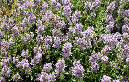 Purple thyme flowers. Seasoning for tea or fish and meat.の写真素材