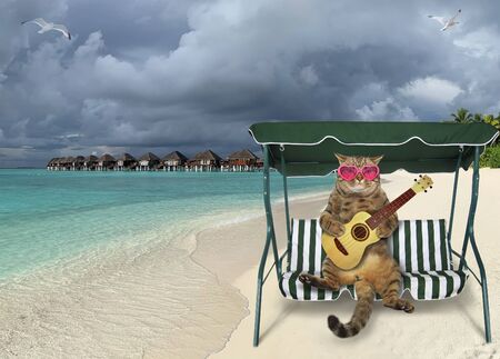 The beige cat in pink sunglasses on a deck chair is playing the acoustic guitar on the tropical beach of Maldives.の写真素材