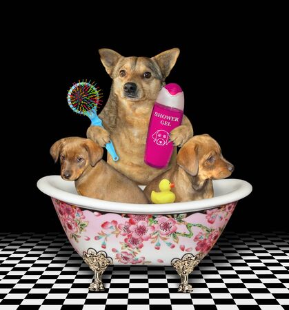 The beige dog bathes two puppies in a luxury bathtub. It holds a bottle of shampoo and a hairbrush. Black background.の写真素材