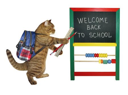 The cat student with a backpack holds a ruler and a pencil near the blackboard. He came to study at school. White background. Isolated.の写真素材