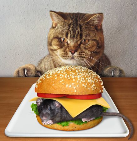 The beige cat wants to eat a big mouse burger from a white square plate which is on the wooden table.の写真素材