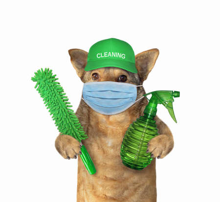 The dog cleaner in a green cap and a surgical protective face mask holds a spray bottle and a dust brush. Coronavirus. Quarantine White background. Isolated.の写真素材